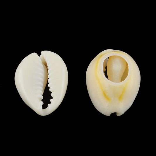 Φυσικά κοχύλια 18mm -COW1